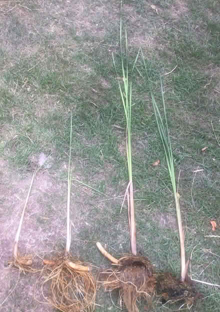 Photo of free Pond plants x 4 (all the same) (Wickford, Essex SS11) #1
