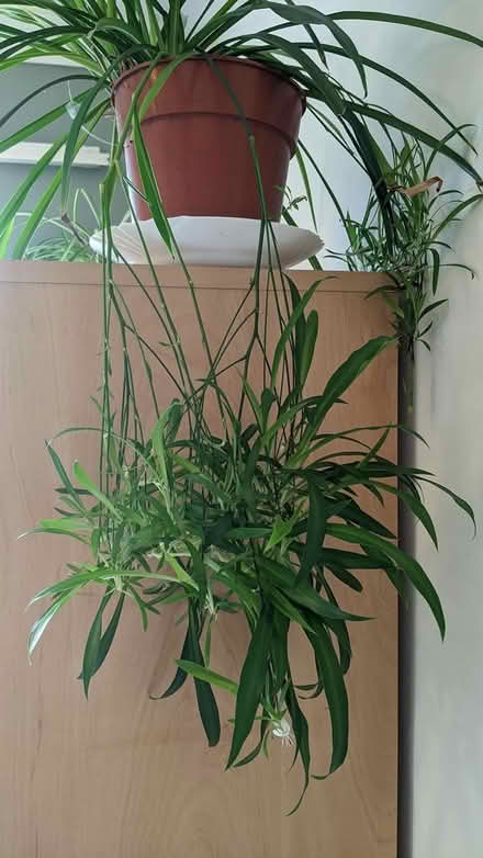 Photo of free Spider plant babies (west side of Horsham RH12) #1