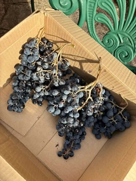 Photo of free Black grapes (20 bunches) (Highway SL6) #1