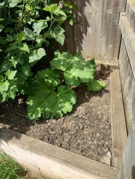 Photo of Sleepers for raised bed (Woodhouse S13) #3