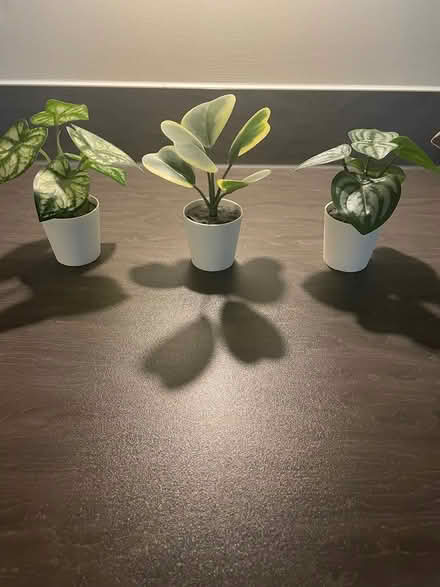 Photo of free Small faux plants (Appleton WA4) #1