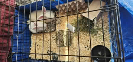 Photo of Bunny Supplies for Rescue (Region of Waterloo) #1