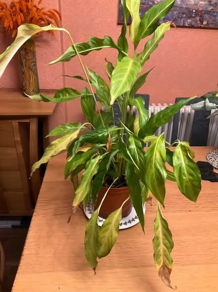 Photo of free Peace Lily plant (Bohemia TN37) #1