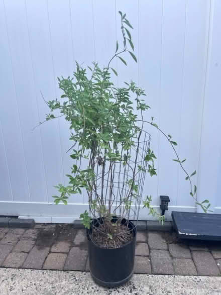 Photo of free Berry vine (Fair Lawn, NJ) #1