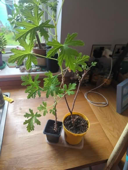 Photo of free 2 Lemon geraniums (Craiglockhart EH14) #1