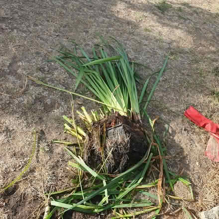 Photo of free Pond plants (Welling DA16) #2