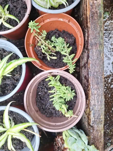 Photo of free Plants #2 (Birkenhead) #1
