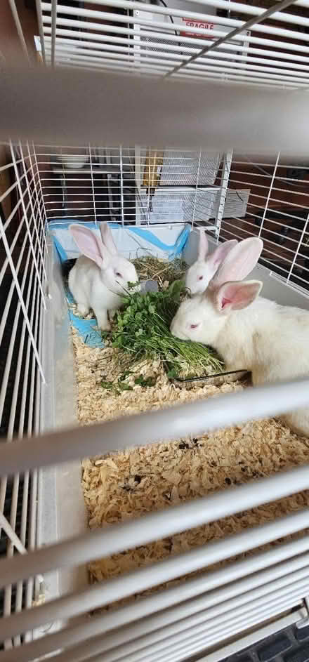 Photo of Bunny Supplies for Rescue (Region of Waterloo) #3