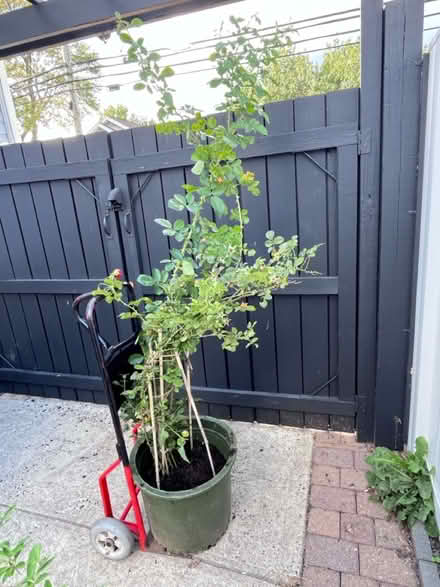 Photo of free Fourth of July climbing rose (Fair Lawn, NJ) #1