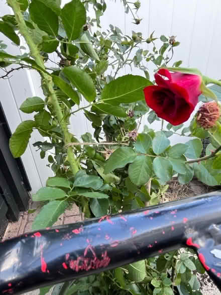 Photo of free Fourth of July climbing rose (Fair Lawn, NJ) #2