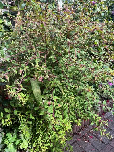 Photo of free Large Fuschia plant (Mapperley NG5) #1
