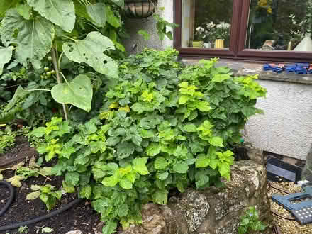 Photo of free Bush Raspberry (Silverdale LA5) #1