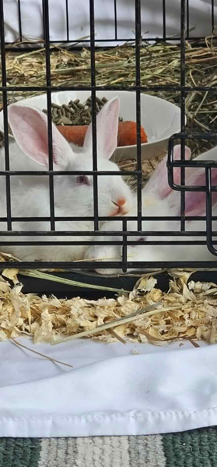 Photo of Bunny Supplies for Rescue (Region of Waterloo) #4
