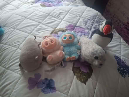 Photo of free Plush Toys (Penrith CA11) #1