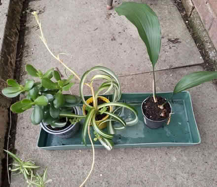 Photo of free Small house plants (Dearnley OL15) #1