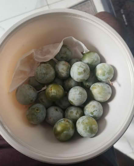 Photo of free Organic Greengages(cr0 2ht) (Croydon CR0) #1
