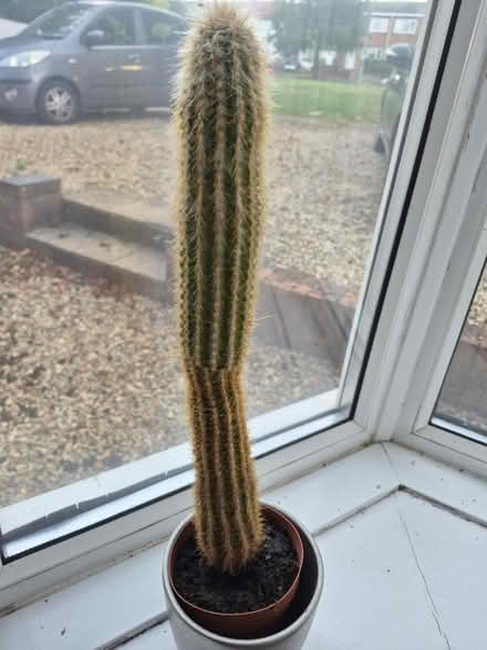 Photo of free Cactus (Tilehurst RG30) #1
