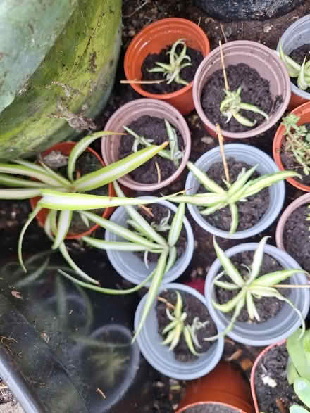 Photo of free Plants (Birkenhead) #1