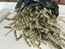 Photo of free Lavender cuttings (Caldecott OX14) #1