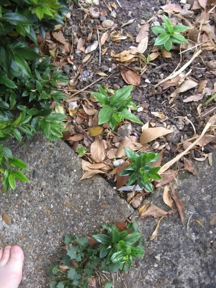 Photo of free Sarcococca seedling (Croham CR2) #1