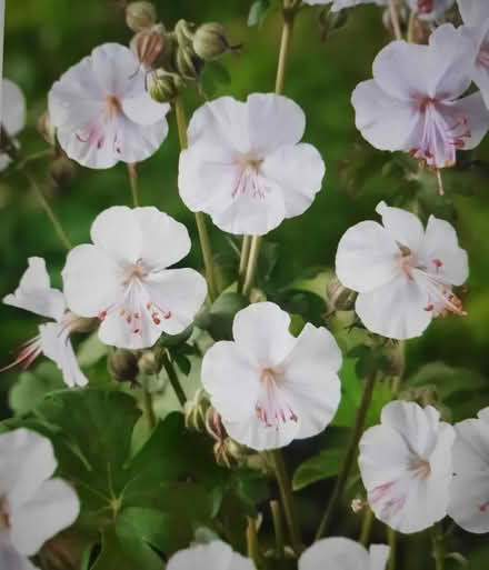 Photo of free Geranium Cantabrigiense Biokovo (Morden SM4) #3