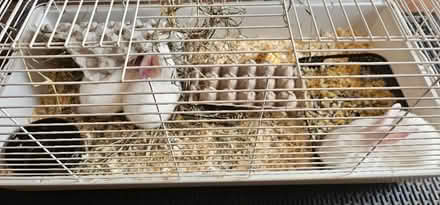 Photo of Bunny Supplies for Rescue (Region of Waterloo) #2