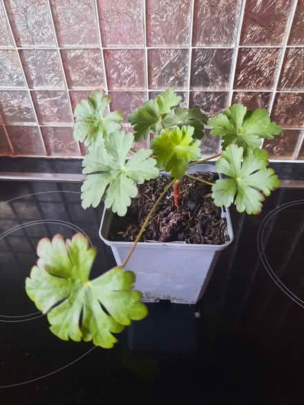 Photo of free Geranium Cantabrigiense Biokovo (Morden SM4) #2