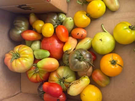 Photo of free Fresh picked organic veggies (Fair Lawn, NJ) #3