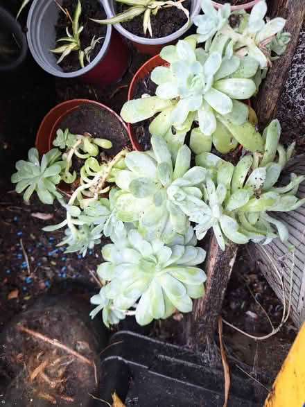 Photo of free Plants #3 (Birkenhead) #1