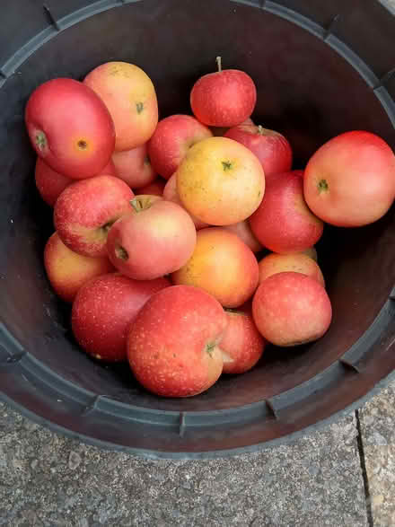 Photo of free Last pot of windfall apples, mixed quality, still tasty (Westbury Fields BS9) #1
