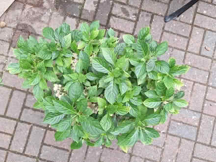 Photo of free Hydrangea (Bexhill TN39) #2