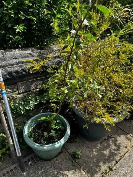 Photo of free Young Apple Tree (Heaton BD9) #1