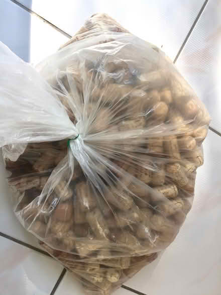 Photo of free Bag of wine corks (Thornhill) #2