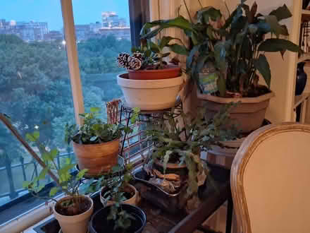Photo of free Miscellaneous house plants (Beacon Hill) #2
