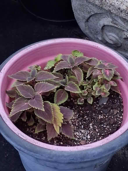 Photo of free Miscellaneous house plants (Beacon Hill) #3