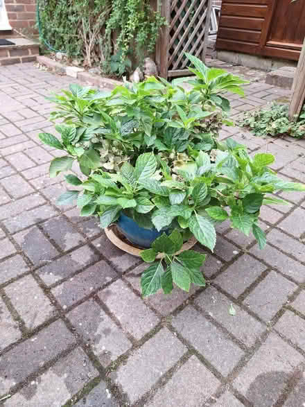Photo of free Hydrangea (Bexhill TN39) #3