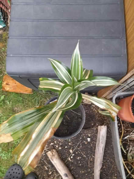 Photo of free Dracaena indoor plant (Larkhall, Bath BA1) #1