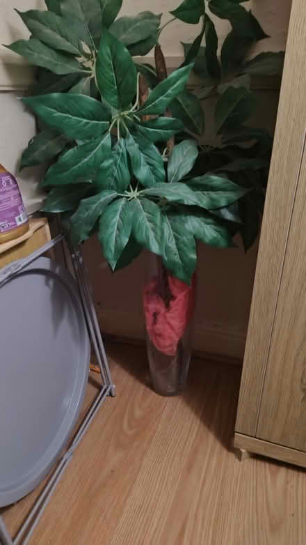 Photo of free Vase & plant (Chorley centre PR7) #1