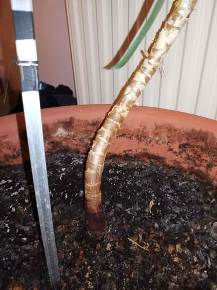 Photo of free Yucca Plant (Gorse Hill M16) #3