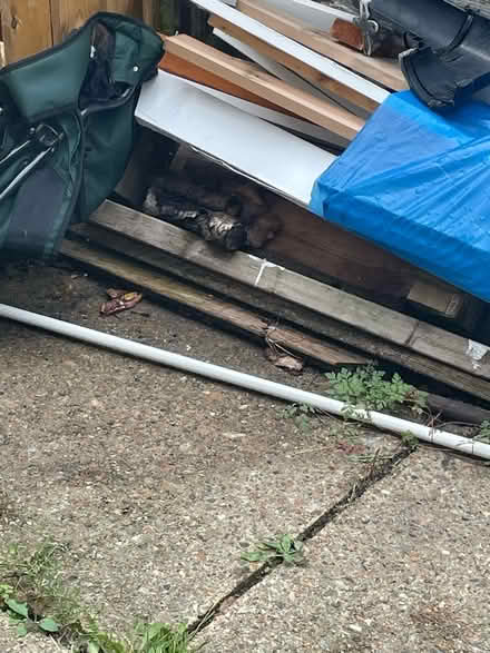 Photo of free Wood for burning (Earlham NR4) #2