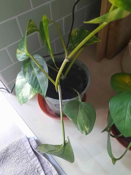 Photo of free 2 indoors plants (Larkhall, Bath BA1) #1