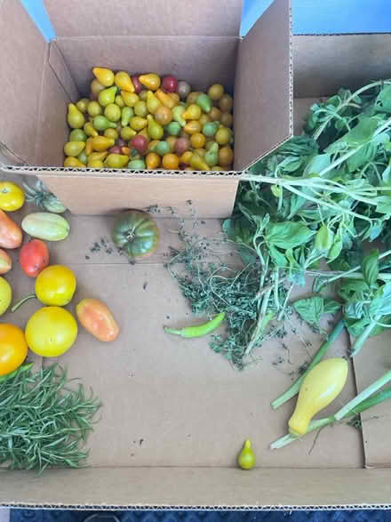 Photo of free Fresh veggies for the taking (Fair Lawn, NJ) #3