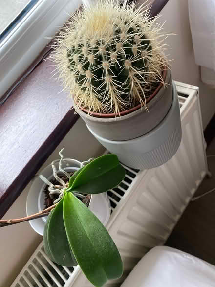 Photo of free Cactus and orchid (Welling) #1