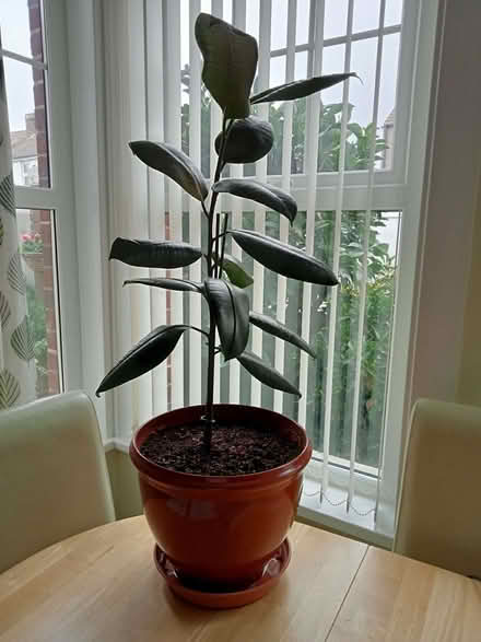 Photo of free Rubber Plant (Seaside BN22) #1