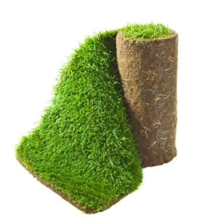 Photo of 1 Roll of real grass 1x3metre (Sheffield Firth Park S5) #1