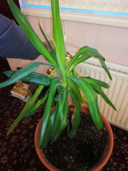 Photo of free Yucca Plant (Gorse Hill M16) #1