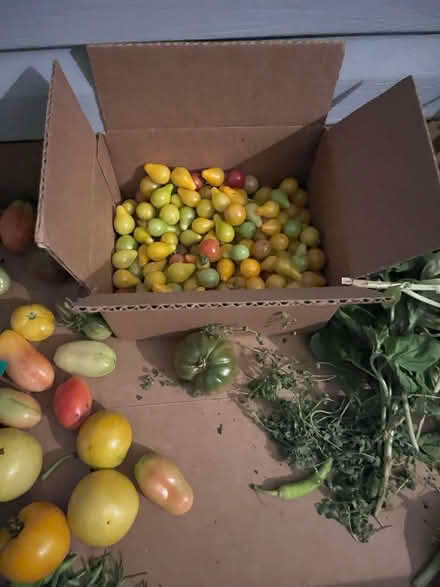 Photo of free Fresh veggies for the taking (Fair Lawn, NJ) #3