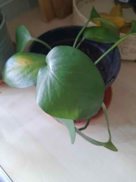 Photo of free 2 indoors plants (Larkhall, Bath BA1) #2