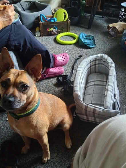 Photo of free Small dog car seat (Odd Down BA2) #1