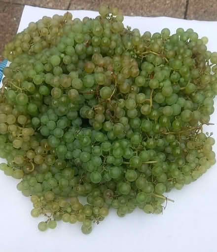 Photo of free Garden Vine white grapes (Knaphill GU21) #1